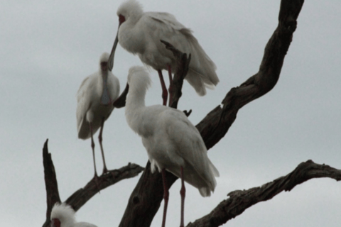 Excursión de un día en Mokoro por el Delta del Okavango