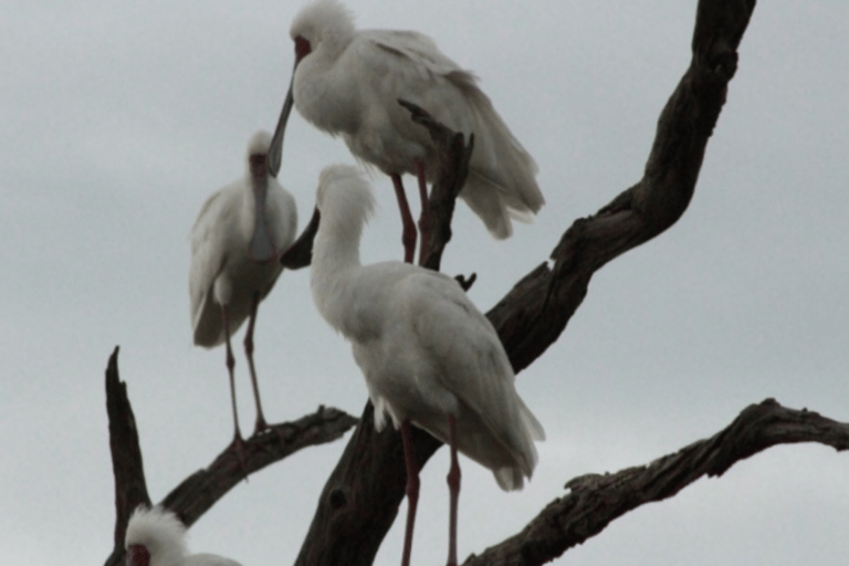 Excursión de un día en Mokoro por el Delta del Okavango