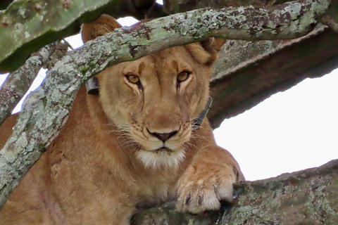 Uganda: Queen Elizabeth National Park 3-Day Safari Tour