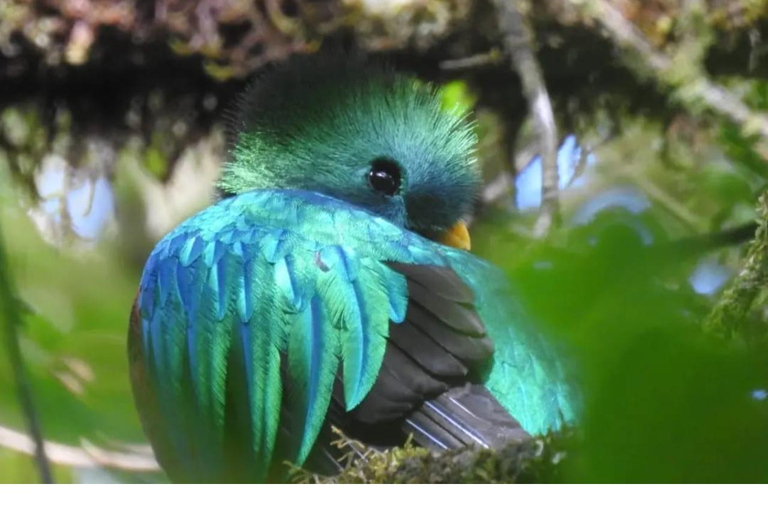 لاس فيراباس: جولة لمدة 3 أيام إلى سيموك شامبي والكثير من الطبيعة