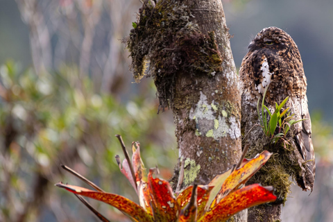 From Cusco: 4-Day Manu Cloud Forest Birdwatching Tour
