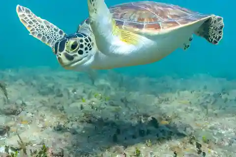 swimming with sea turles in salaam cave