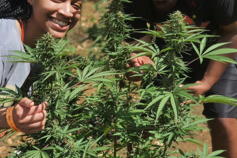 Best In The West Herbal & Farming Tour In Westoreland