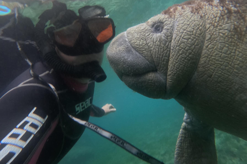 Crystal River: Guided Manatee Tour Heated Boat Free Photos