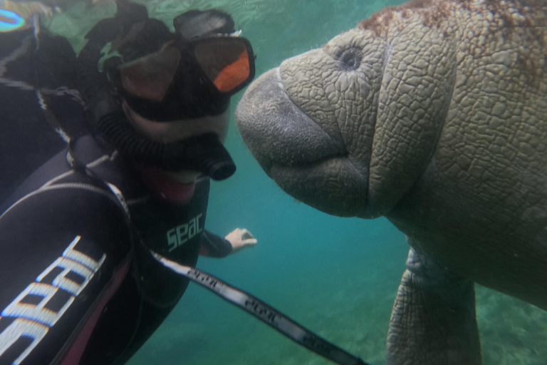 Crystal River: Guided Manatee Tour Heated Boat Free Photos