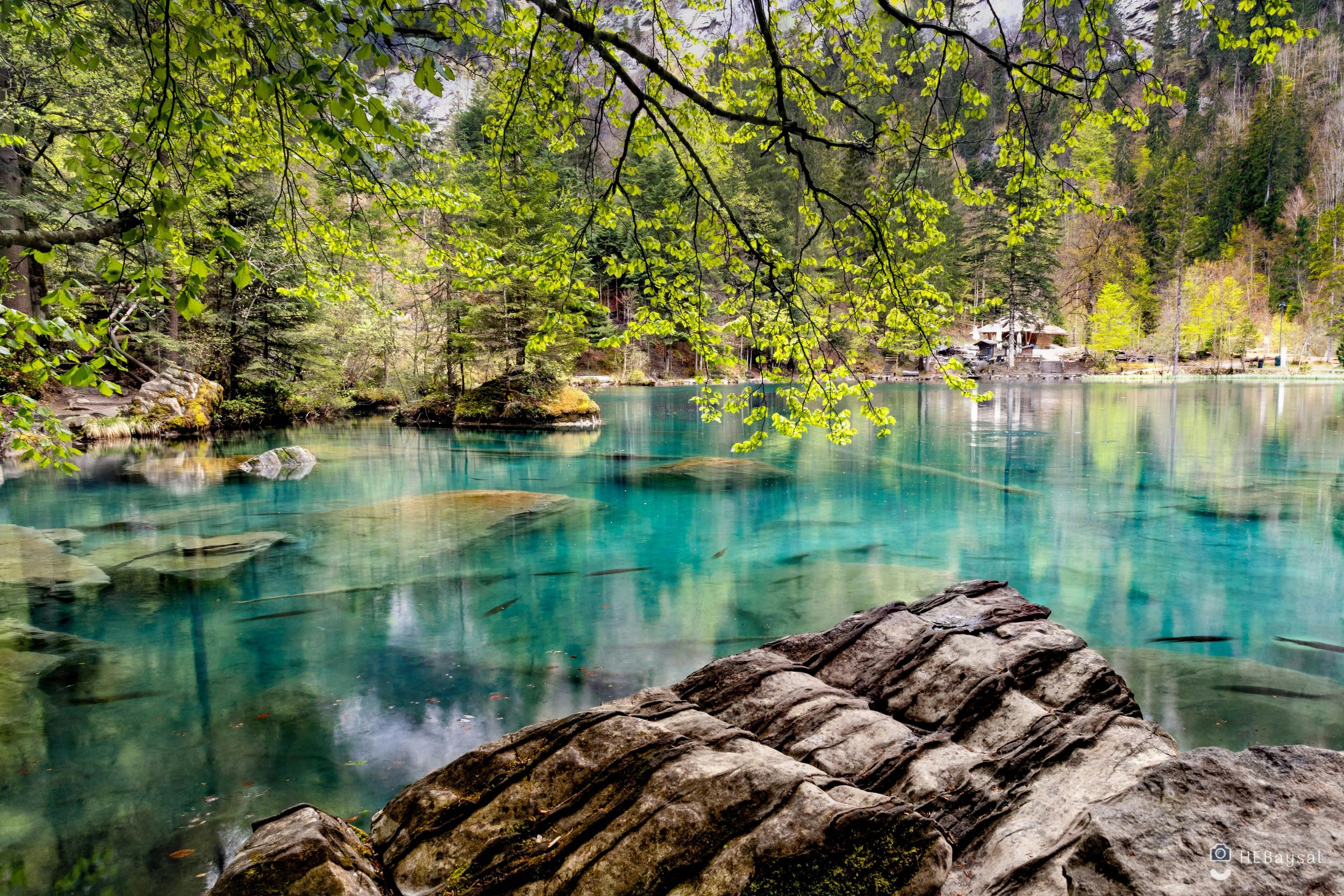 Interlaken: Ausflug zum Blausee – Bootsfahrt, Alpakabeobachtung