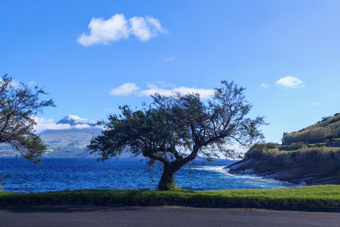 Horta, Faial, Azoren: Wanderungen und Touren mit einem lokalen GuideHorta, Faial, Azoren: Wanderungen und Touren mit lokalem Guide