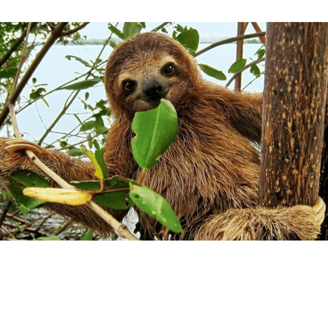 ウエストサイドアイランドツアー GetYourGuide