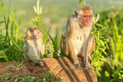 Ella: Ella Day Tour NineArch Bridge with Expert Female Guide Ella tour from Colombo, Negombo, Mt lavinia, Kalutara