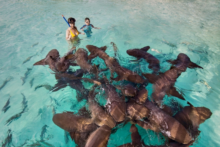 Aus Nassau: Exuma-Schwimmschweine, Haie und mehr
