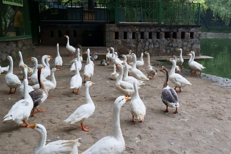 Delhi: Lodhi Garden begeleide verhalenwandeling en optionele zijmissiesLodhi Gardens Heritage Walk &amp; Art Walk at Lodhi Art District