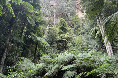 Blue Mountains Tour w/Lunch: Scenic World, Zoo & Koala Photo