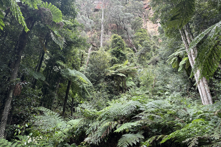 Blue Mountains Tour w/Lunch: Scenic World, Zoo & Koala Photo