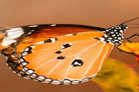 Zanzibar: Jozani forest and Butterfly day tour TOUR WITH TRANSFER (HOTEL PICK-UP AND DROP-OFF)