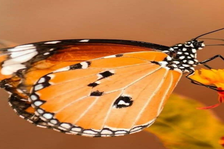 Zanzibar: Jozani forest and Butterfly day tour TOUR WITH TRANSFER (HOTEL PICK-UP AND DROP-OFF)