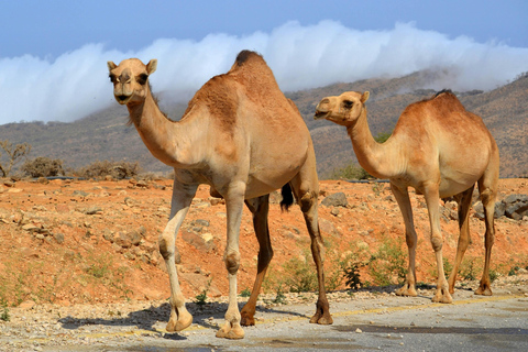 Salalah East Hidden Gems Tour