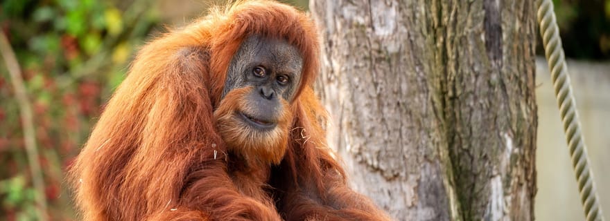 Billet d'entrée pour le ZOO de Planckendael (Malines)