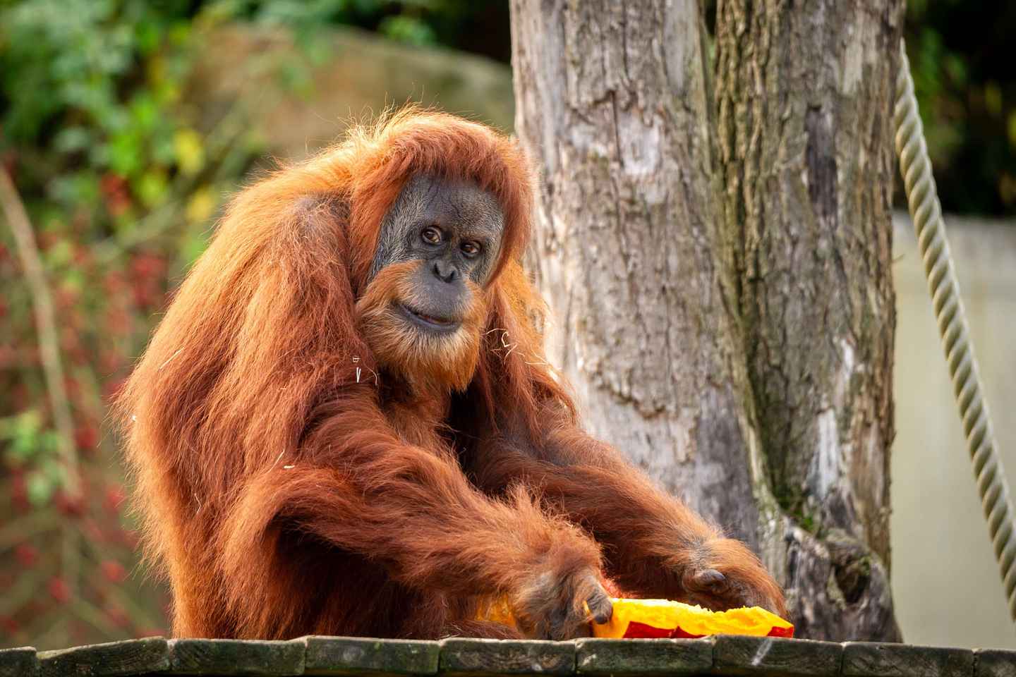 Biglietto d'ingresso per lo Zoo Planckendael a Mechelen