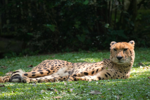 Nairóbi: Parque Nacional, Orfanato de Elefantes e Centro de GirafasParque Nacional, Orfanato de Elefantes e Centro de Girafas