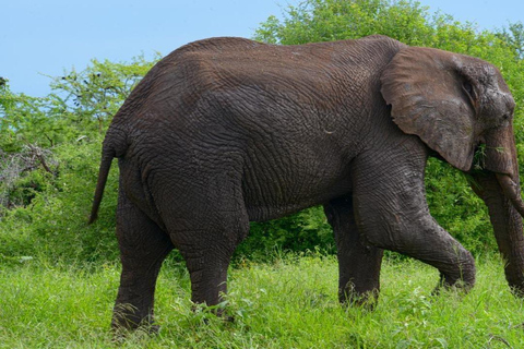 Tanzania: Four Days Wildlife Safari in Northern Parks