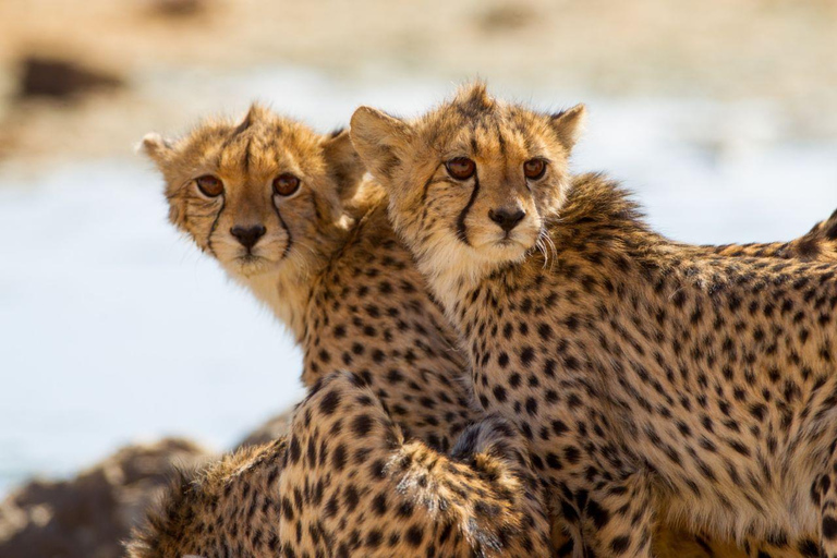 6 dagars upplevelse Tanzania äventyr