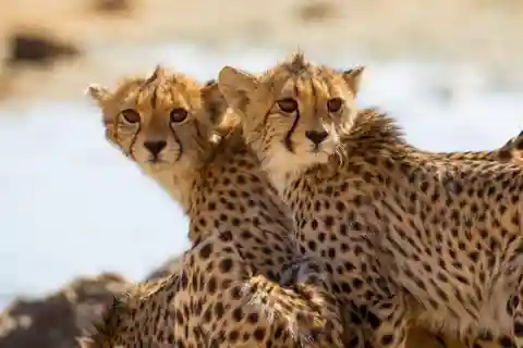 Safaris de 5 días y 4 noches Sabor a Tanzania