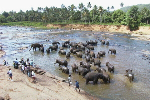 Vanuit Bentota: Kandy en Pinnawala Olifantenweeshuis TourKandy / Pinnawala rondreis vanuit Galle Hikkaduwa Mirissa Weligama