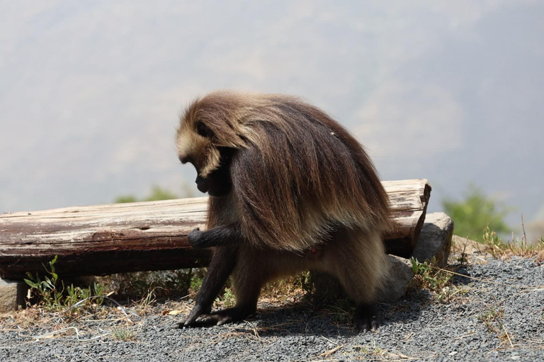 From Addis: Blue Nile Gorge, Baboons & Waterfalls