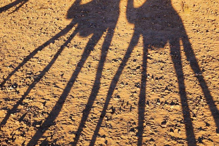 Marrakech: Camel & Quad Bike Tour with Sunset, Dinner & Show