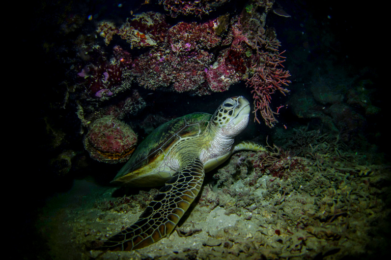 Cancun: Moonlight Snorkeling Tour z transferem