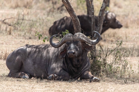 Safaris económicos en Tanzania, día completo en el Parque Nacional de Arusha