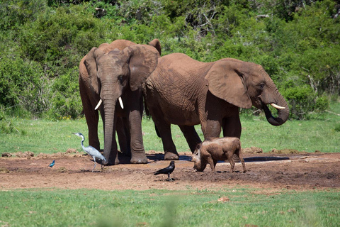 Von Sansibar aus: Selous Game Reserve Tagessafari mit Flügen