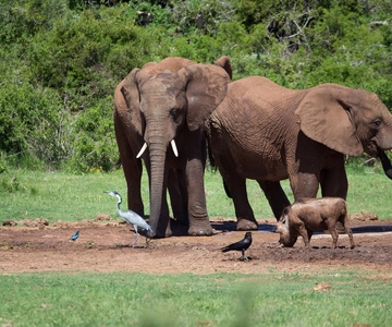Zanzibar: avventura Safari Mikumi di 3 giorni con pasti