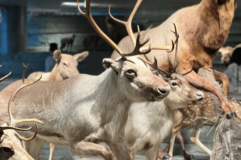 Shanghai : Visite du musée d&#039;histoire naturelle avec réservation