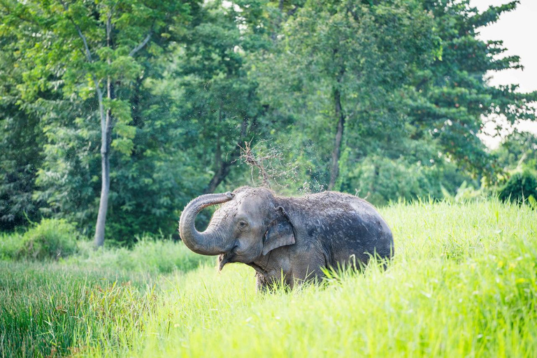 Bangkok: Love Elephant Sanctuary Visit & Nature Walk