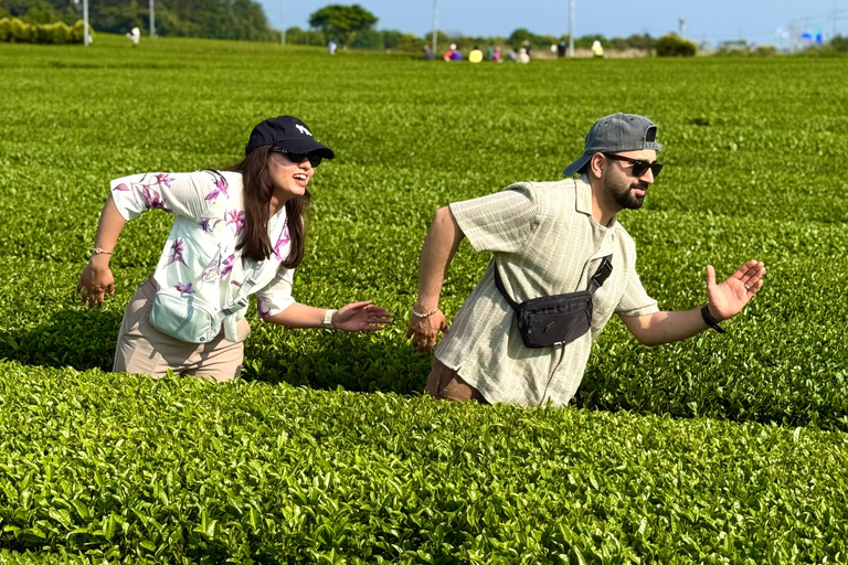 جيجو: جولة مجموعة صغيرة مع قطف الكاميليا واليوسفي