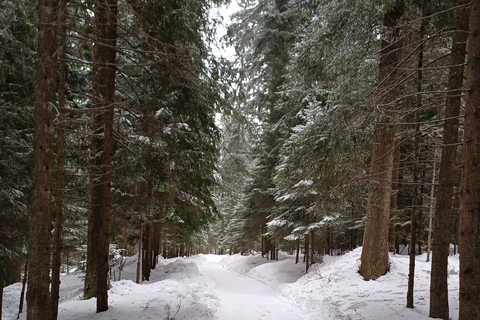 博罗韦茨徒步和雪橇之旅，参观比斯特里察皇家宫殿博罗维茨徒步和雪橇之旅，参观比斯特里察皇家宫殿