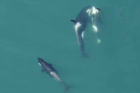 Hoonah: Icy Strait Whale Watch with Drone Filmography
