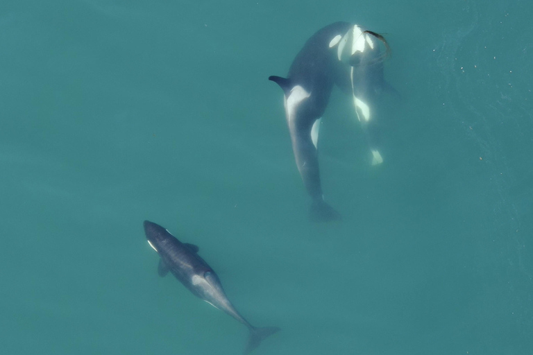 Hoonah: Icy Strait Whale Watch with Drone Filmography