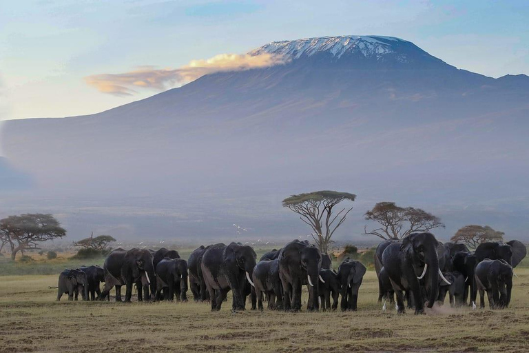 Explore Kenya: Samburu, Masai Mara & Amboseli in 9 Days Tour