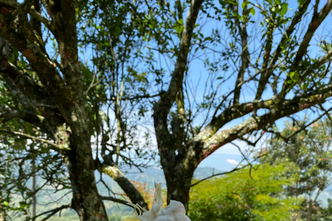 Swetness and Smoothness of "Tour" Chocolate