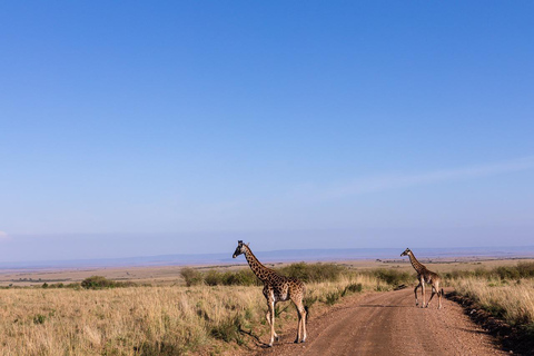 Safari budgétaire de groupe de 8 jours à travers le Kenya et la Tanzanie