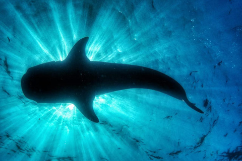La Paz: Whale Shark Swim Tour with Snorkel Gear & Photos