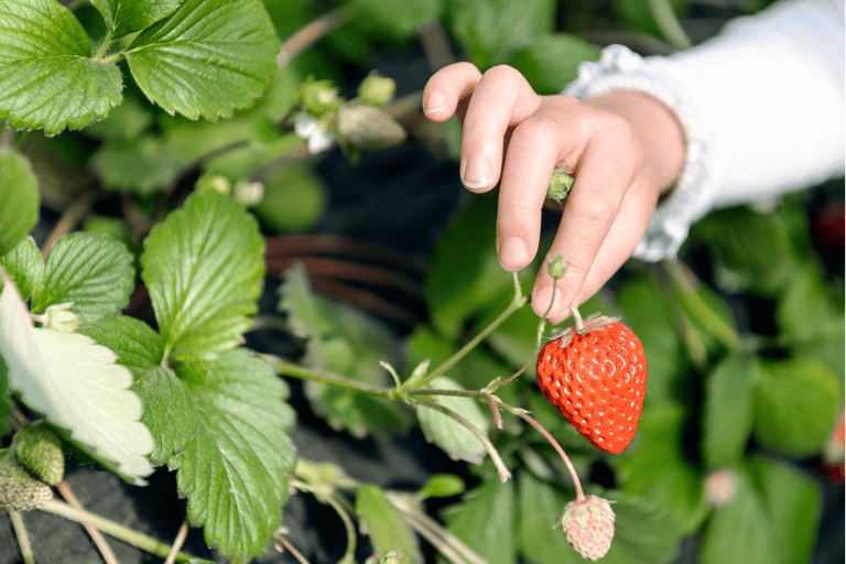 Seoul: Day Trip with Strawberry Farm and Nami Island Railbike Group Tour, meet at DDP Station