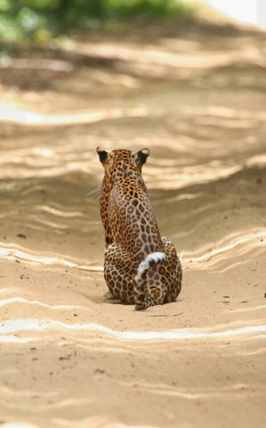 Colombo:Anuradhapura & Wilpattu Safari All Inclusive Tour