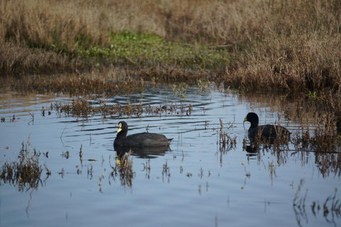 Lunch, Birdwatching in Wetlands &amp; Horse Ride from Valparaíso