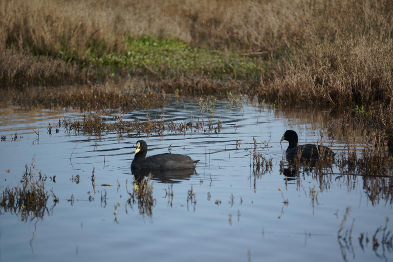 Bird Watching Mantagua Wetland&Penguins Cachagua Island STGO