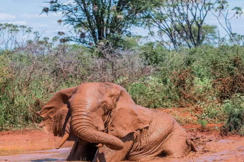 Da Nairobi: Safari di 5 giorni nei parchi nazionali di Amboseli e Tsavo