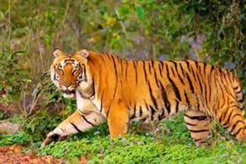 From Delhi: 6-Day Golden Triangle Tour with Ranthambore Trip without Accommodation