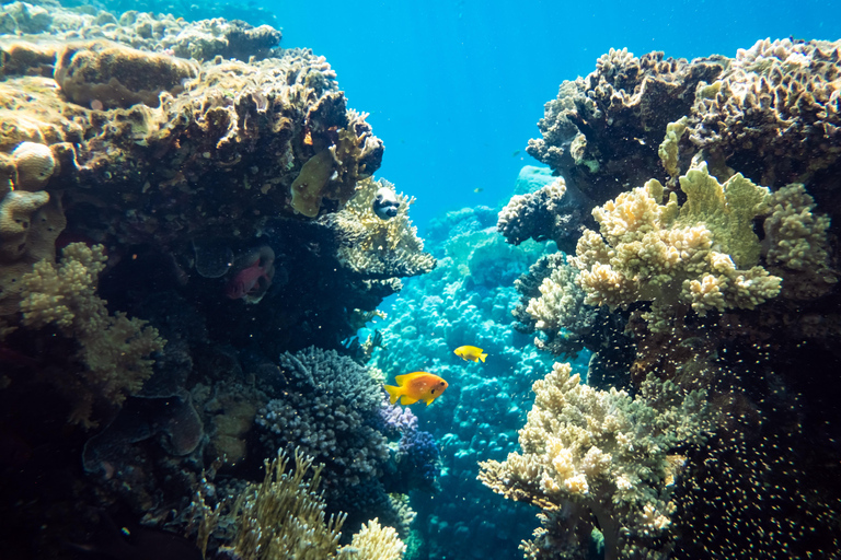 Hurghada: Orange Island Sea Trip with Snorkeling and Lunch Orange Island Sea Trip with Snorkeling Gear & Buffet Lunch